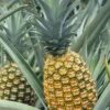 PIÑA GOLDEN EN FRESCO