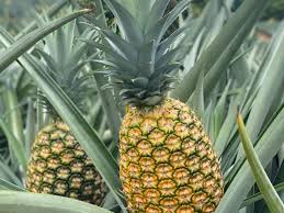 PIÑA GOLDEN EN FRESCO