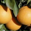 NARANJA EN FRESCO