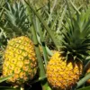 PIÑA GOLDEN EN FRESCO
